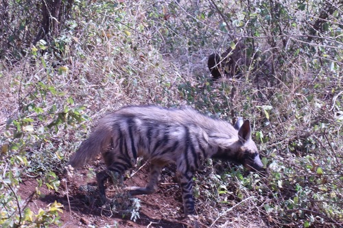 Hyaena hyaena
