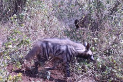 Hyaena hyaena