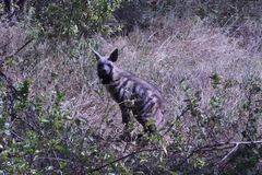 Hyaena hyaena