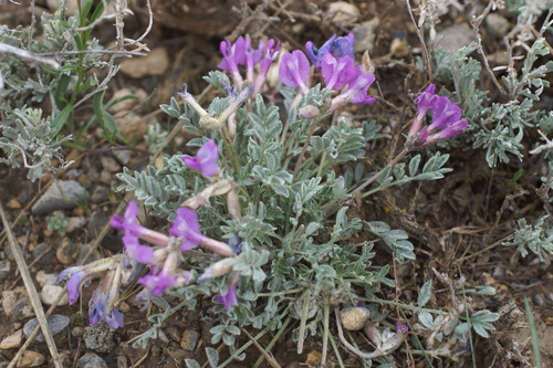 Image of Bent Milkvetch (Astragalus inflexus) by (c) Lyrae, some rights reserved (CC BY)