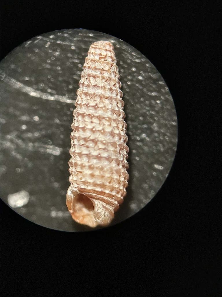 Modest Triphora