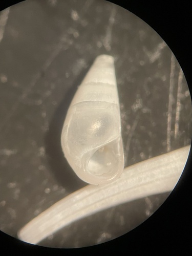 Zebina browniana observed 2023-05-31