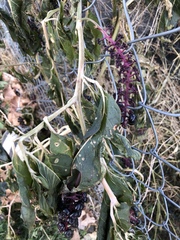 Phytolacca americana