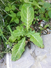 Angiospermae