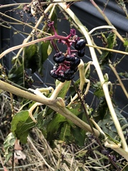 Phytolacca americana