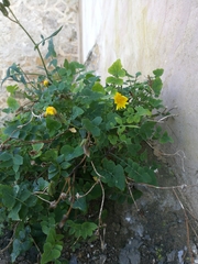 Angiospermae