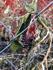 Phytolacca americana