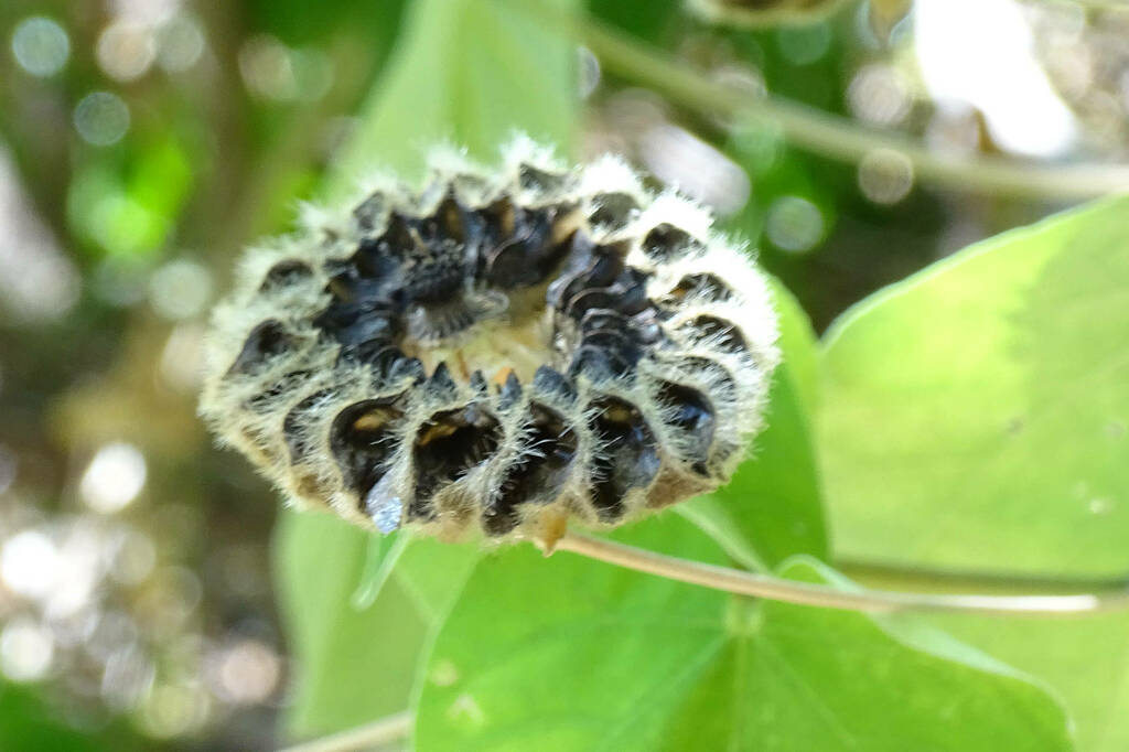 Monkey bush from Darwin NT, Australia on May 31, 2023 at 11:20 AM by ...