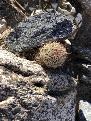iNaturalist observation photo of Peninsular fishhook cactus