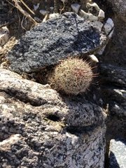 Mammillaria dioica