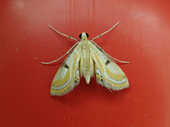 Tetrernia teminitis