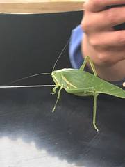 Philophyllia guttulata