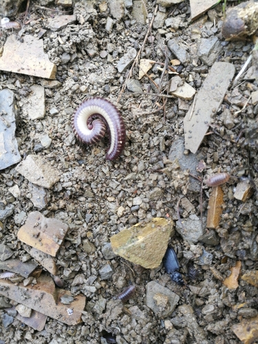 Ommatoiulus lapidarius