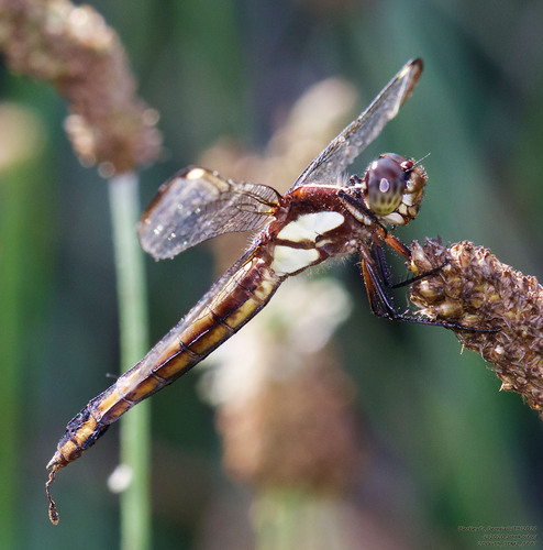 Spangled Skimmer photo 4