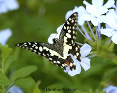 Papilio demoleus