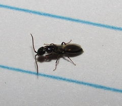 Hymenoptera