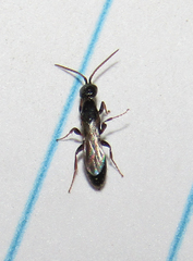 Hymenoptera