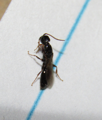 Hymenoptera