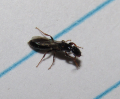 Hymenoptera