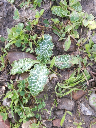 milk thistle
