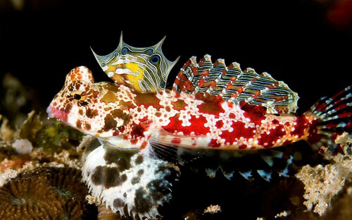 Red Scooter Dragonet