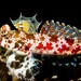 Starry Dragonet - Photo (c) CORDENOS Thierry, some rights reserved (CC BY-NC), uploaded by CORDENOS Thierry