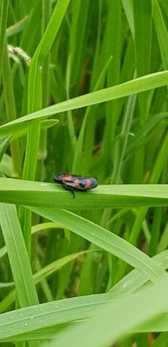 Common Froghopper, 8926 RB Leeuwarden, Nederland, photo 9 of 10