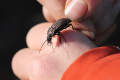 Carabus melancholicus
