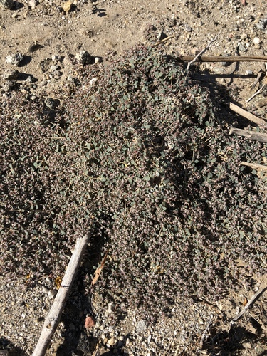 iNaturalist observation photo of smallseed sandmat
