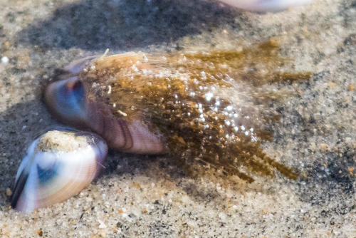 photo of Bean Clam  Hydroid (Eucheilota bakeri)