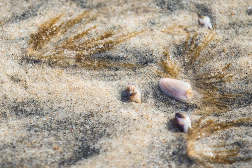 photo of Bean Clam  Hydroid (Eucheilota bakeri)