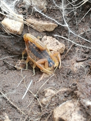 Buthus albengai