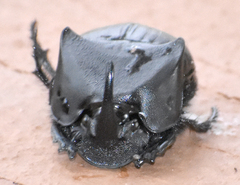 Phanaeus triangularis