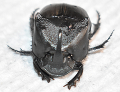 Phanaeus triangularis