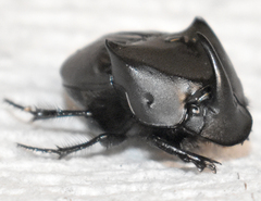 Phanaeus triangularis