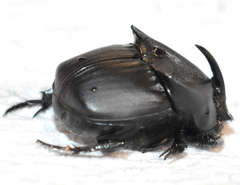 Phanaeus triangularis