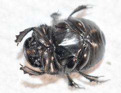 Phanaeus triangularis