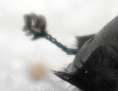 Phanaeus triangularis