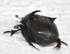 Phanaeus triangularis