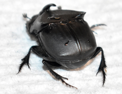 Phanaeus triangularis