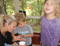 Phanaeus triangularis