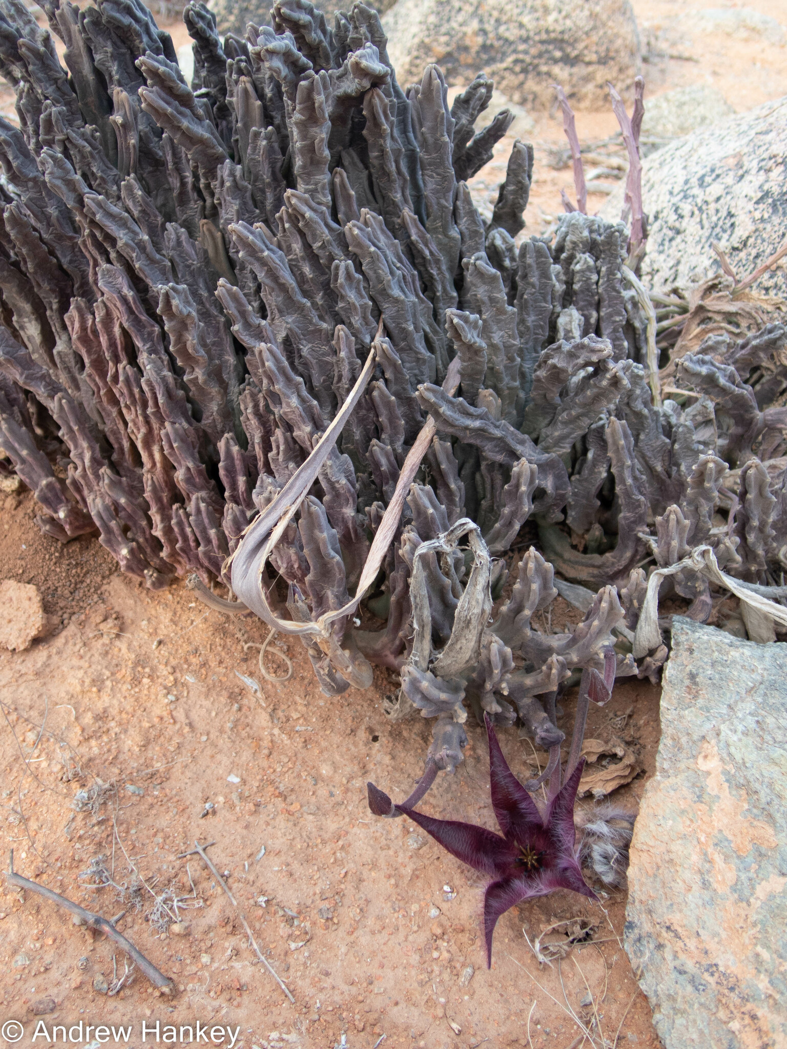Stapelia vetula Masson 3