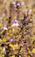 Clinopodium menthifolium ascendens