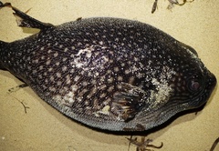 Arothron reticularis
