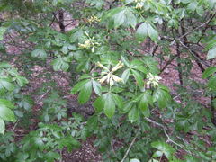 Aesculus pavia flavescens