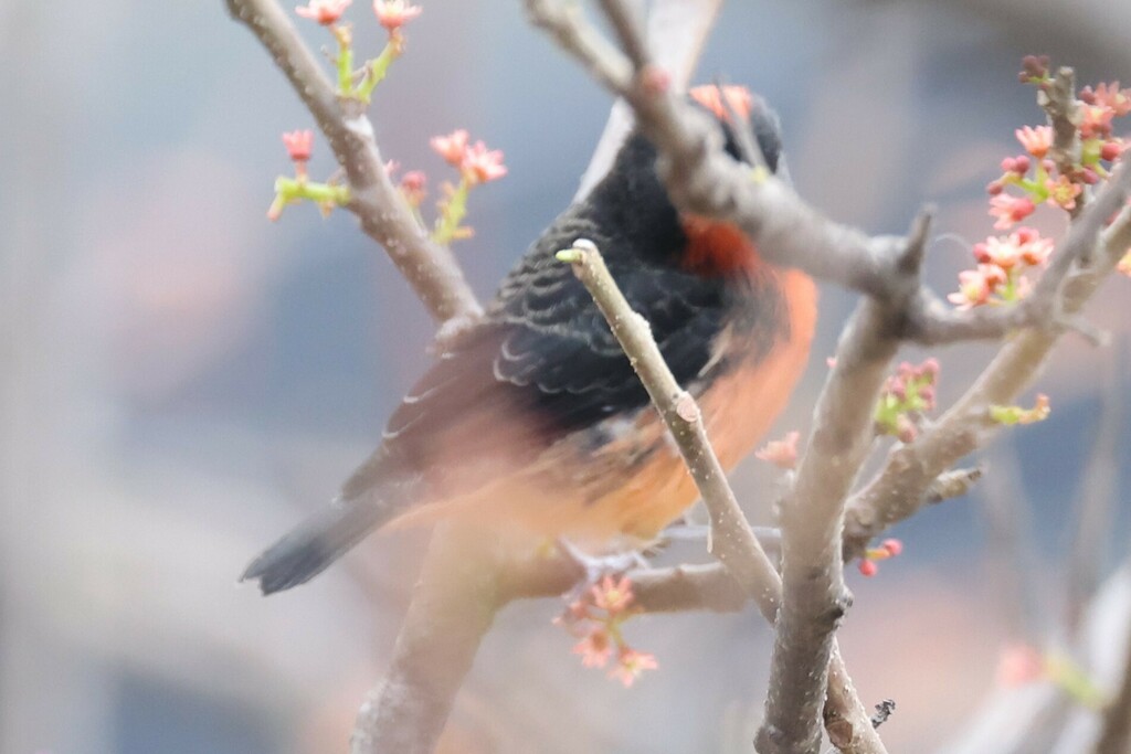 Crimson-breasted Finch