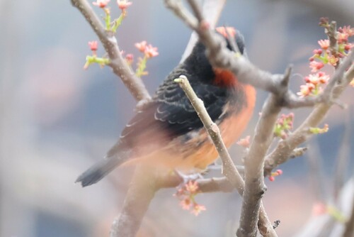 Crimson-breasted Finch (Rhodospingus cruentus), photo 5