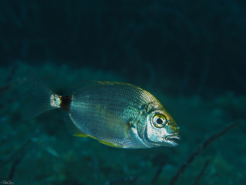 Annular Seabream, Vela Luka, קרואטיה, photo 10 of 10