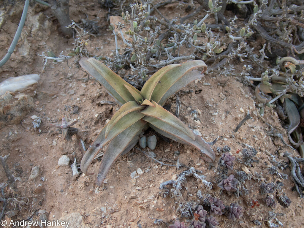 Crassula fusca