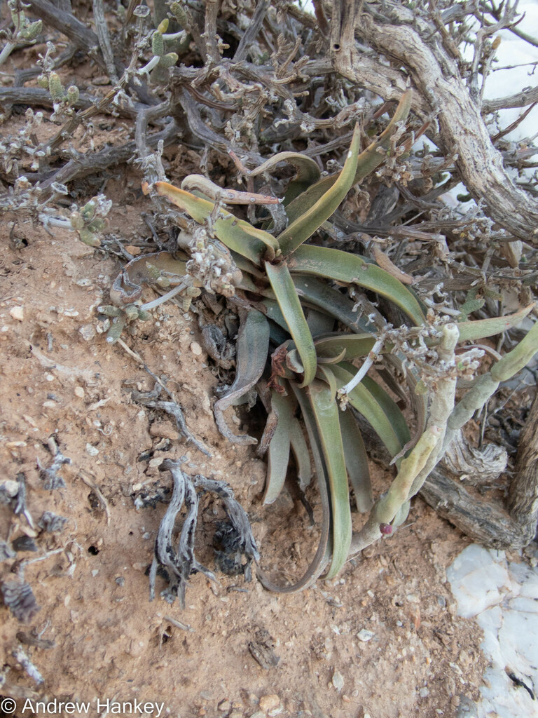 Crassula fusca 2